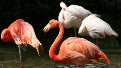flamingo-317786_1920